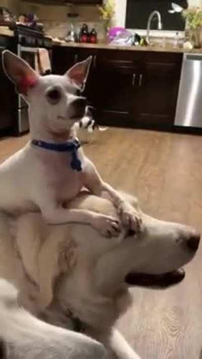 The audacity of this little nugget.