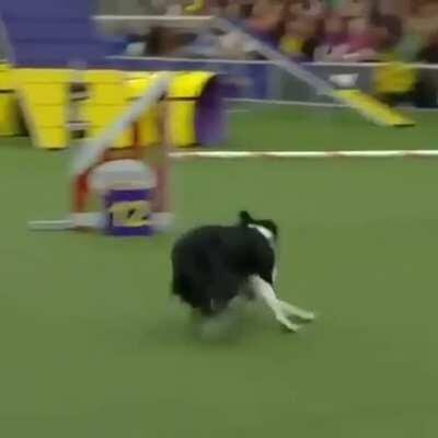 agility by Pink, the Border Collie