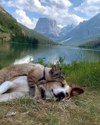 This is one of the most peaceful things I've seen all week. I relax watching it.