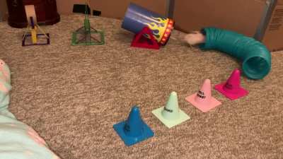 My amazing pet rat Butter doing a fun agility course!
