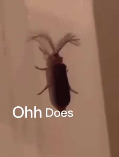 Eyelash Bug 👁️💅🪳