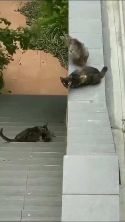 Cats Helping A Kitten To Keep Up