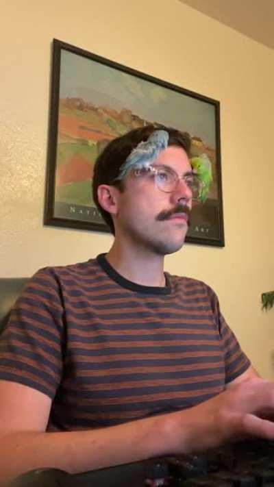 Working from home with birds.