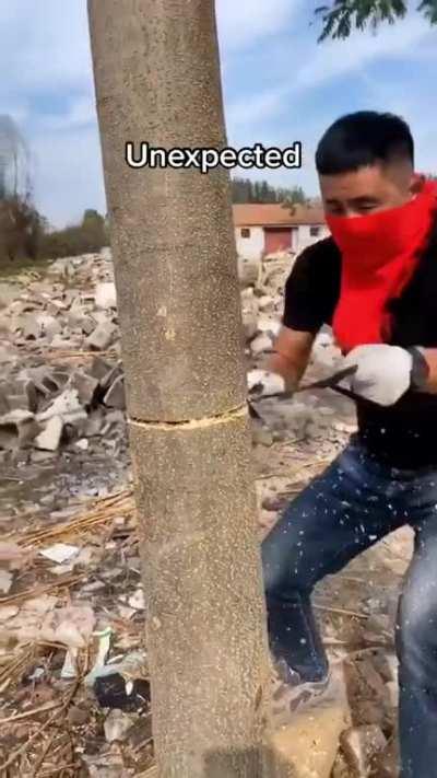 The way he cuts down the tree