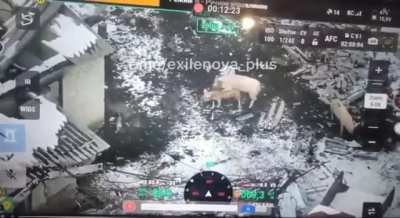 Pigs feasting on russian soldier