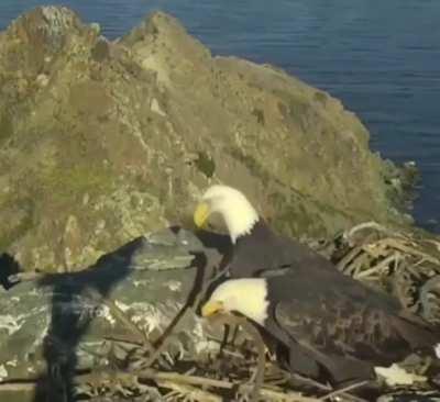 Eagles have a disagreement on how to organize a nest