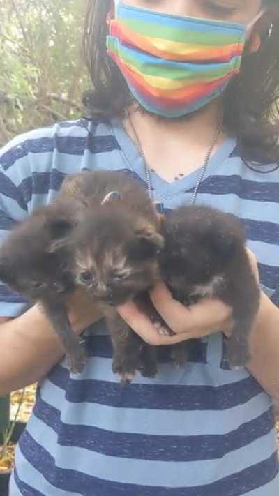 We found some kittens in the trash today.