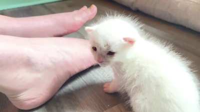 The smolest of yells.