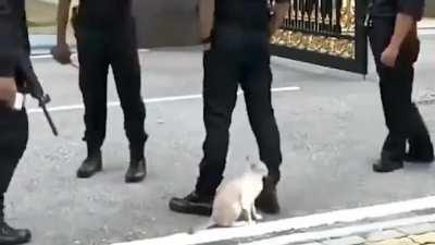 Could I get convicted if I act as the distraction cat?