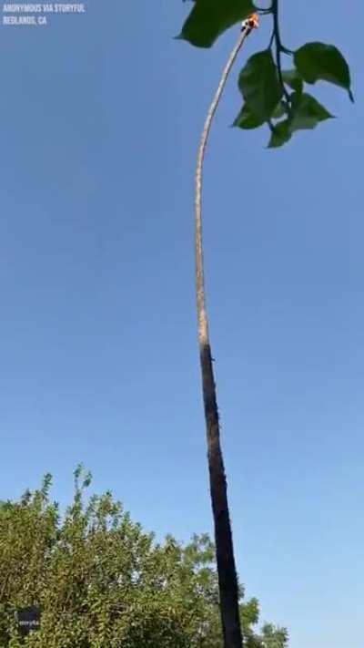 Guy climbs a Palm Tree to cut the top off