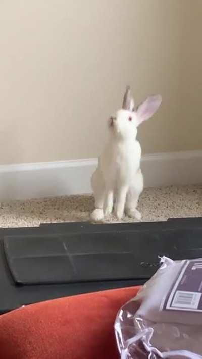 Just adopted this bunny yesterday. He did a binky today. 😆