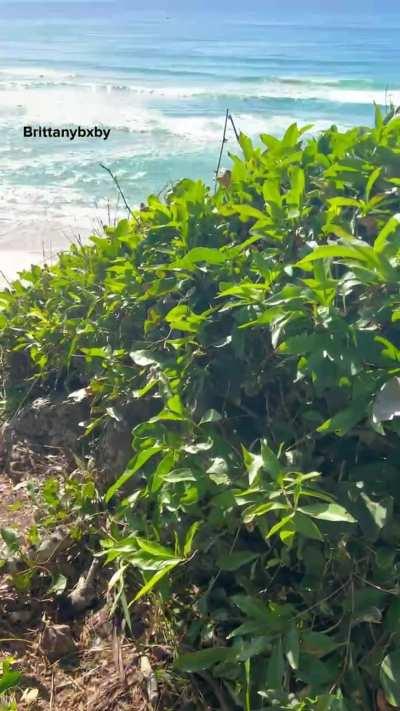 Meanwhile in Australia