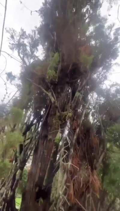 Squirrel takes rescuer to its secret new home