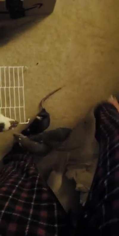 Anyone else have the neediest little potatoes? 😂