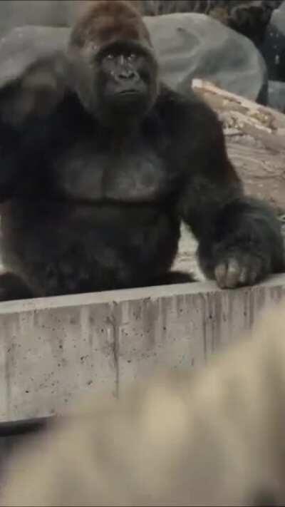 monke like wlr⁉️