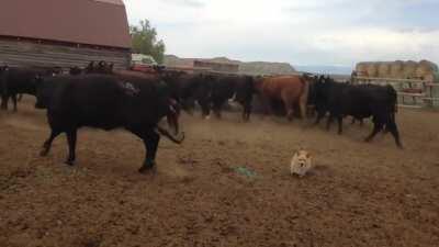 Ever see a corgi herd cattle?