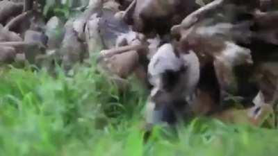 Jackal begins to leave the carcass, and the waiting wake of vultures moves in