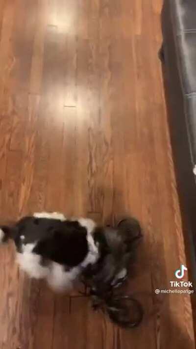 Must kill the mini bike