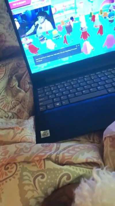 My dogs favorite streamer