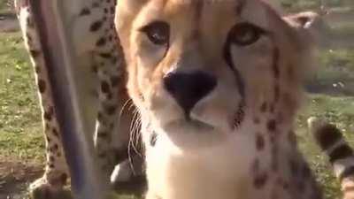 Cheetahs don't roar, they meow like housecats..