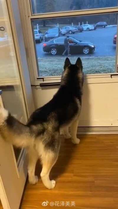 That tail droop when the doggo’s date left