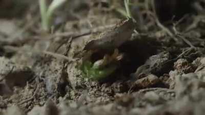 Trapdoor spider ambushes its prey
