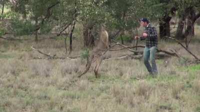 Kangaroo vs Man