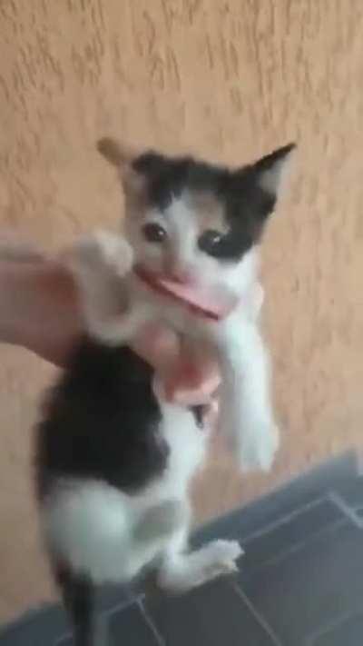 This criminal will fight for his salami