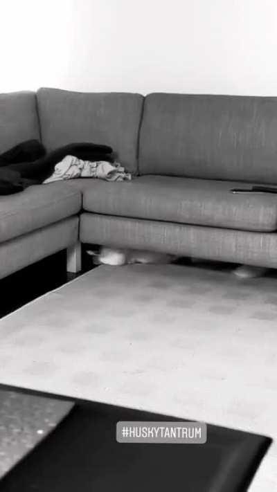 Another day, another husky tantrum