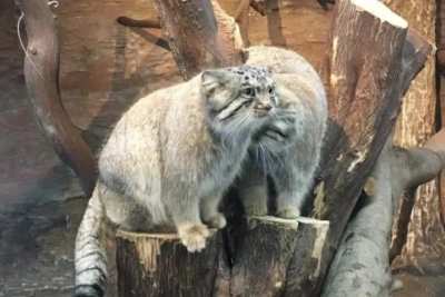 Bol & Polly ❤️ our late King & Queen