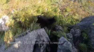 Bear attacks climber
