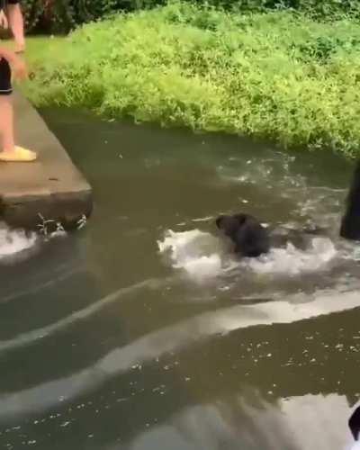 The doggo thinks its all a game..