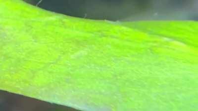 Blip....blip....blip....blip....