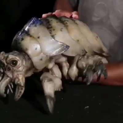 What would you do if you saw Godzilla’s spawn