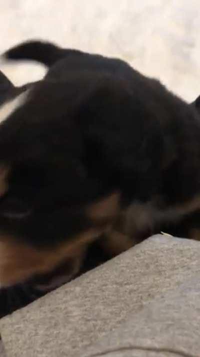 Teething phase best phase