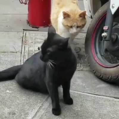 When you catch your mate with someone else...