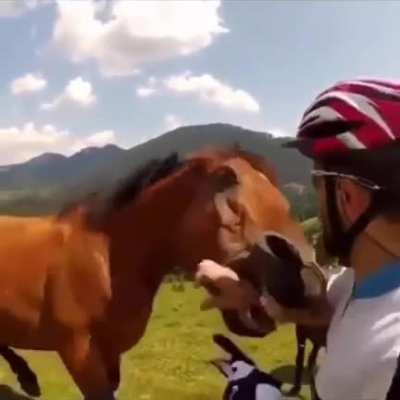 Trying to make friends with a wild horse and getting bitten