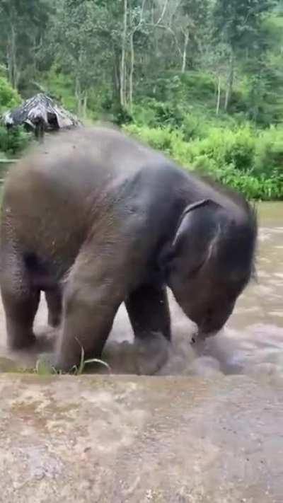 Baby Elephant 🐘 Taking Bath