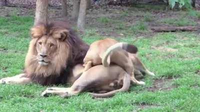 Lioness wanted to mate but the male was not interested