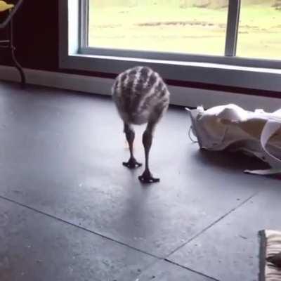 Sound on for baby emu