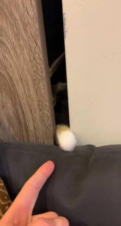 Cat tapping from her little cubby (sorry for the vertical...)