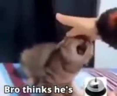 Bro thinks he's 🛎️