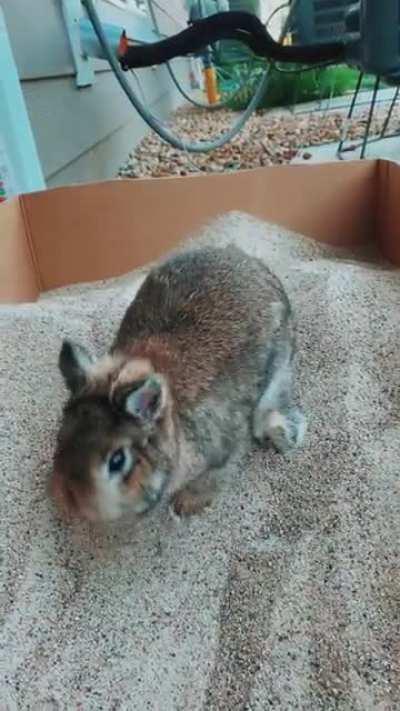 sage’s new sandbox 🥺