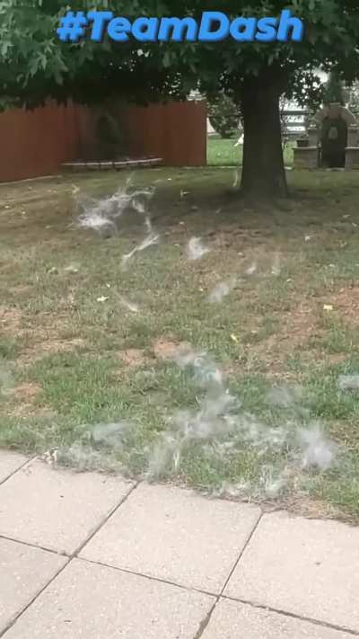 I warned my neighbors that the storm is coming. The husky glitter Storm is upon them.