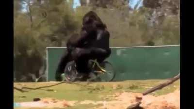 gorilla learns to ride a bike