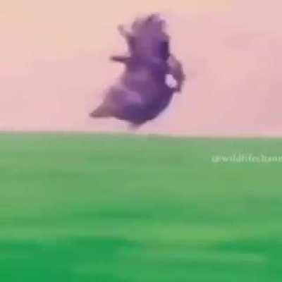 This guy straight up just used an eagle to hunt deer