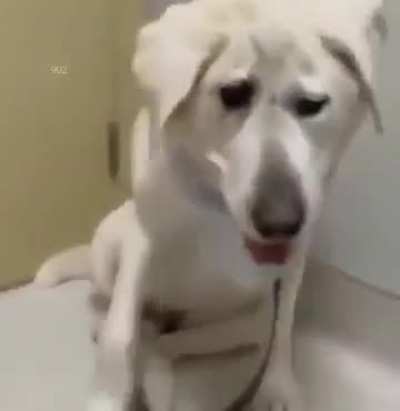 Beaux Tox, a dog born with a facial deformity, was abandoned as a puppy and turned away many times before finally finding a family. A woman chose to adopt him and changed his life through patience, love, and devoted care. In time, Beaux grew into a symbol