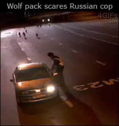 Wolf pack scares Russian cop