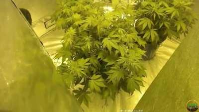 BlackBerry Auto from seed to Harvest in 2 minutes [Time Lapse]