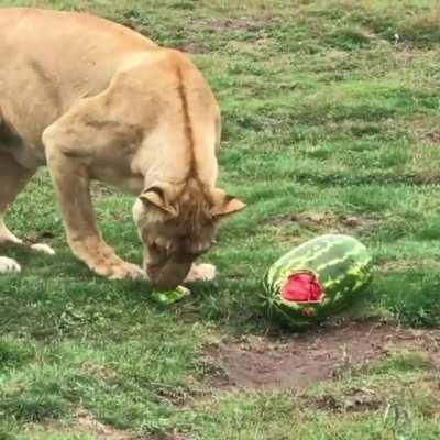 Watermelons can be scary